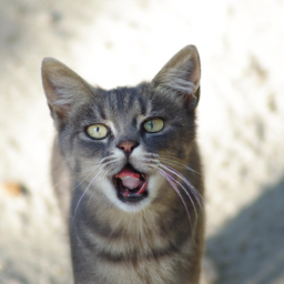expressionist playful cat
